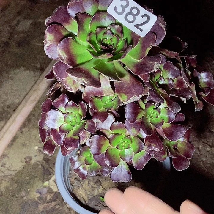 红酒圆叶382多肉不包断裸根