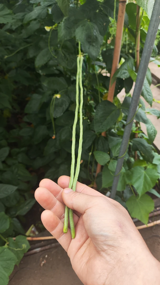 【徐妈妈推荐】无农药化肥科技纯正味道干净豇豆