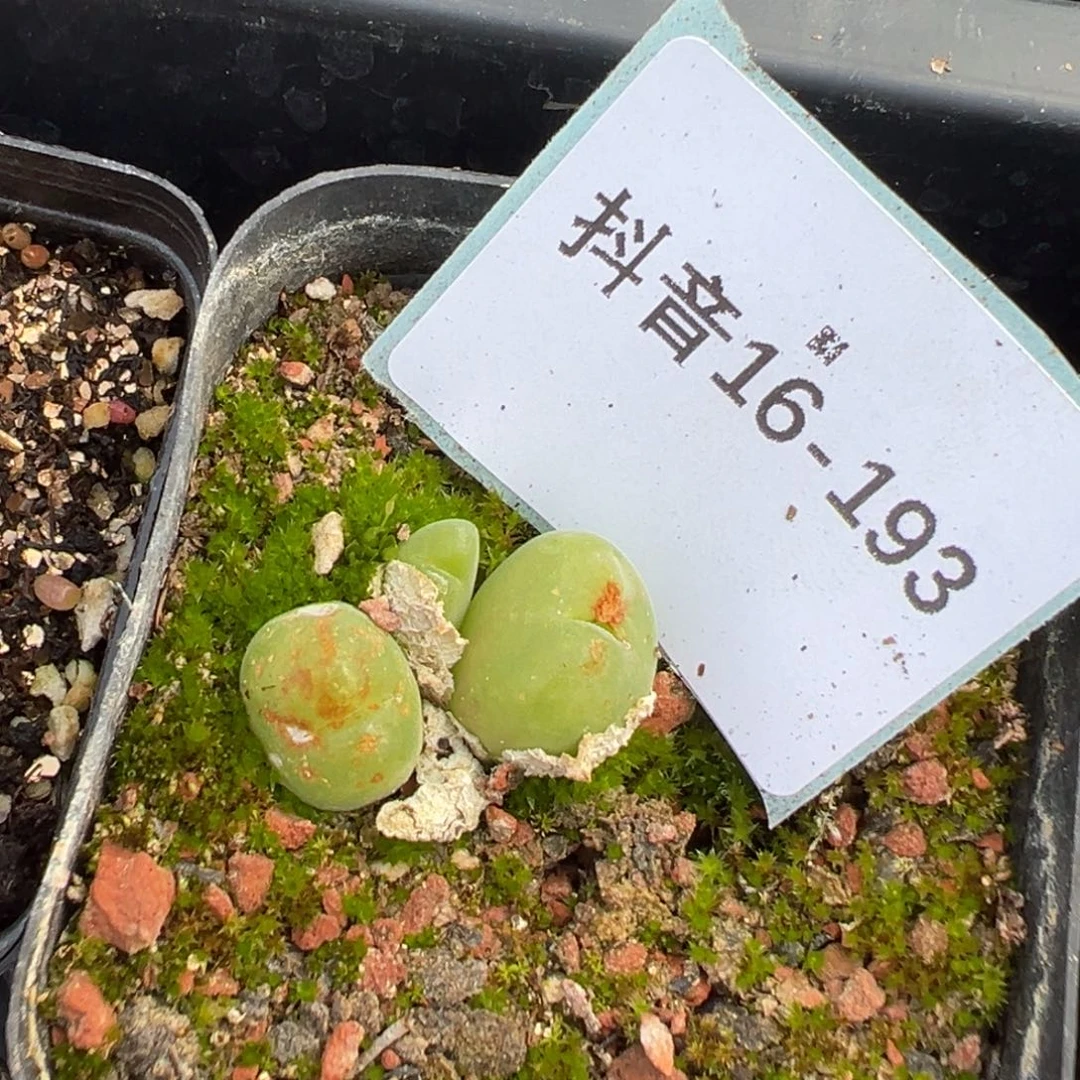 十**i16-193肉锥多肉植物