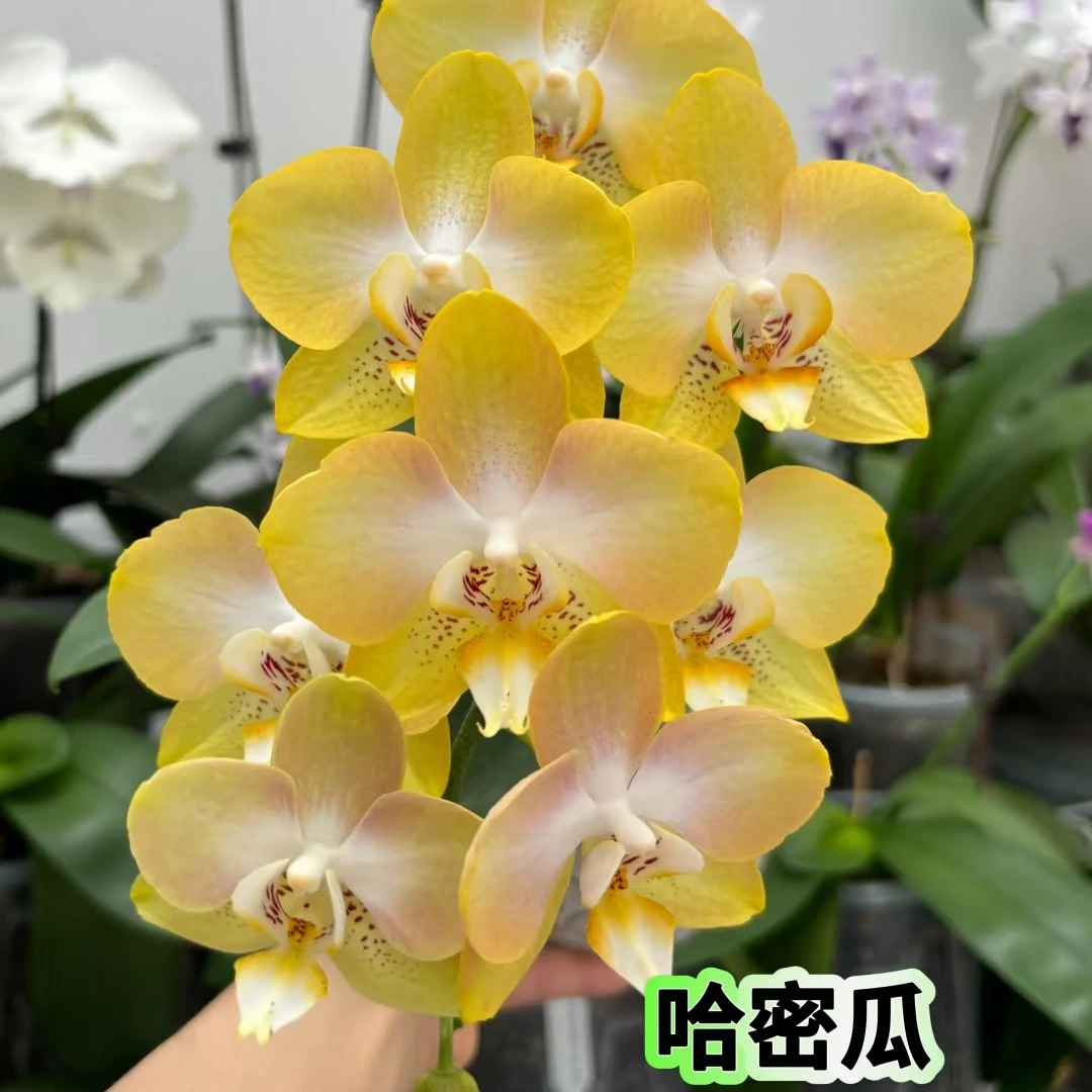兰语甄选【哈密瓜】3.0寸三剑带花带苞果香型桌面款蝴蝶兰