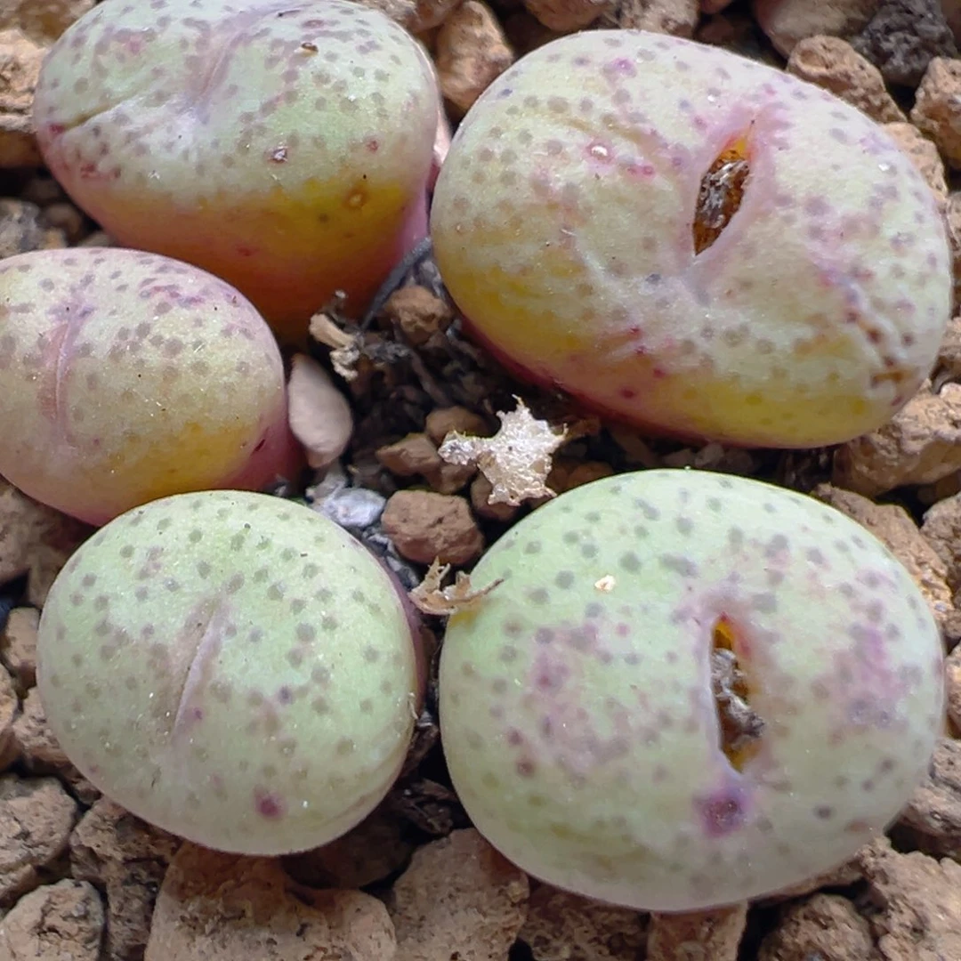 风****?36多肉植物百科知识