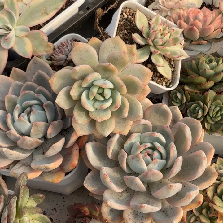 梦露锦多肉植物一物一拍