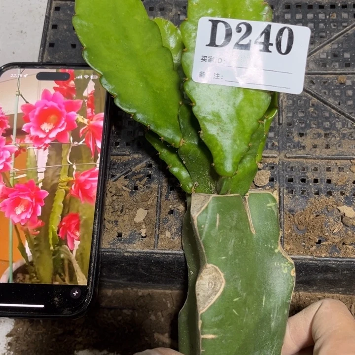 当前无花栽培后可以开花240有两处划痕