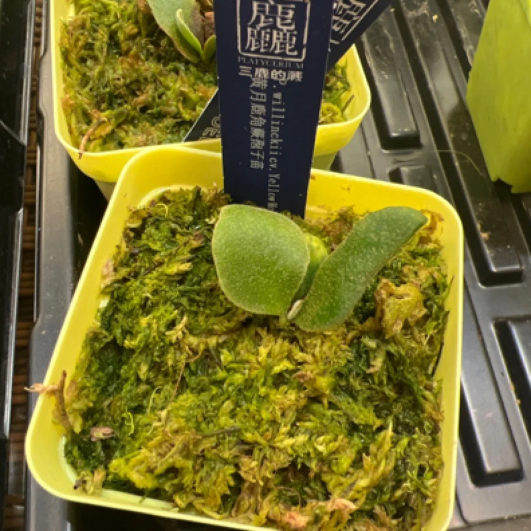 99元区绿植物专拍