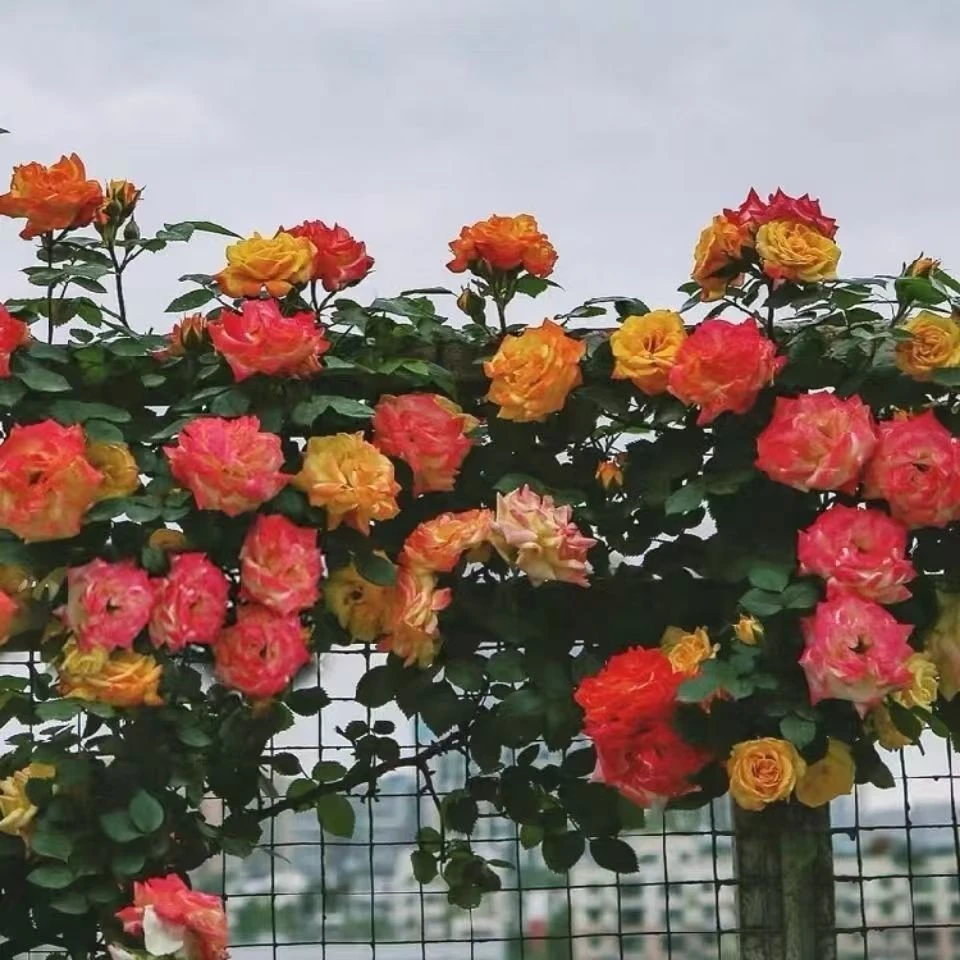 藤彩虹变色龙爬藤盆栽花苗疼彩红庭院植物