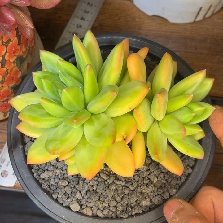 一物一拍，海洋之歌。