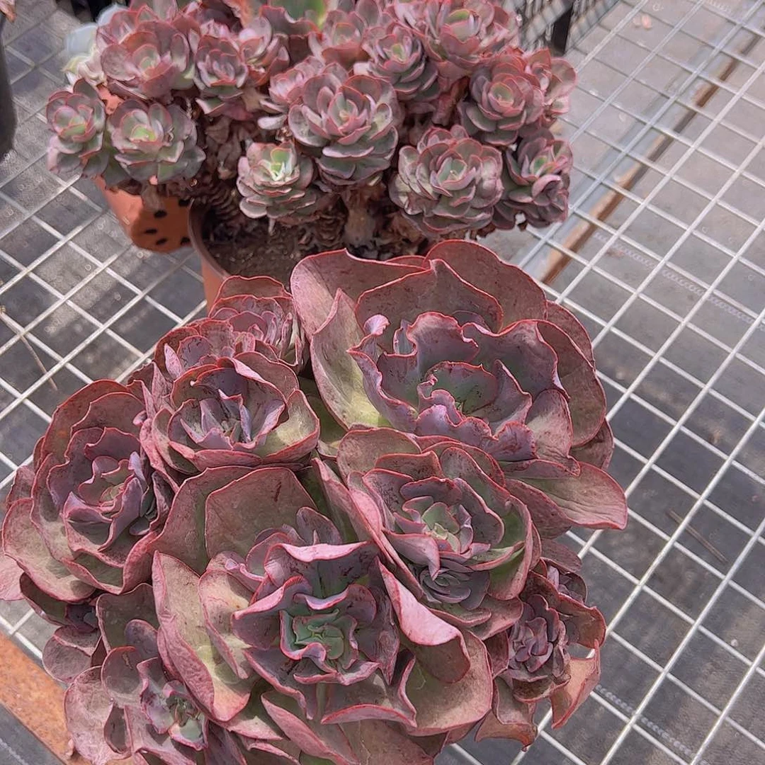 秀元玫瑰 多头大盘群