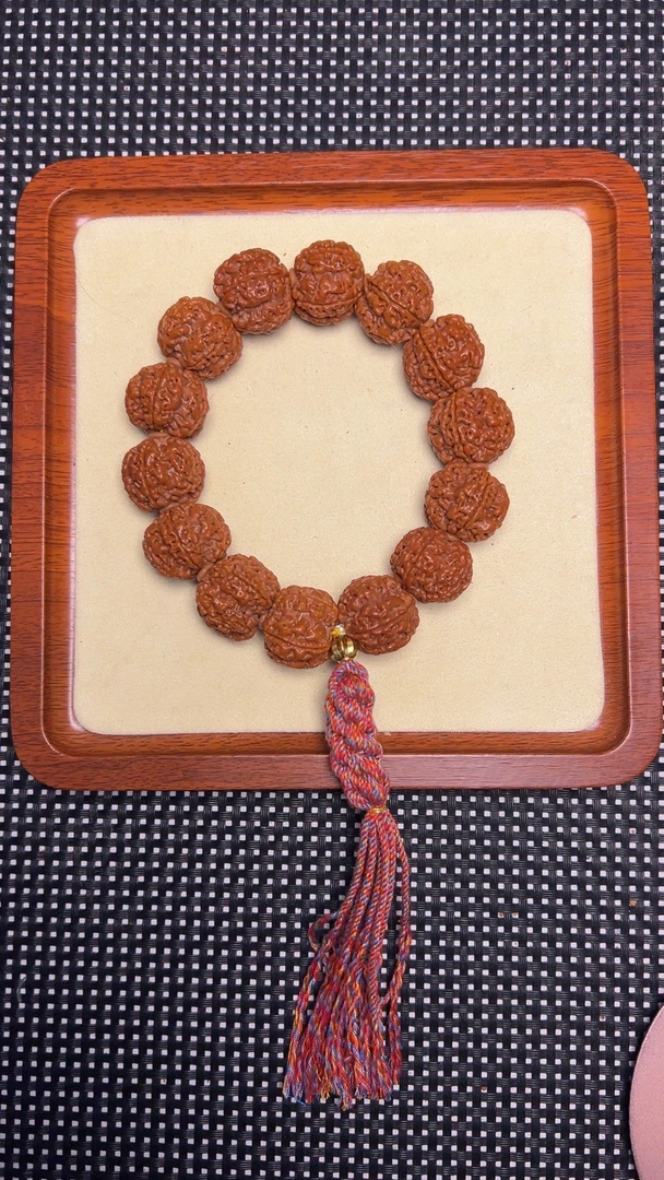 五抓金龙梅花，尼泊尔大金刚。22号