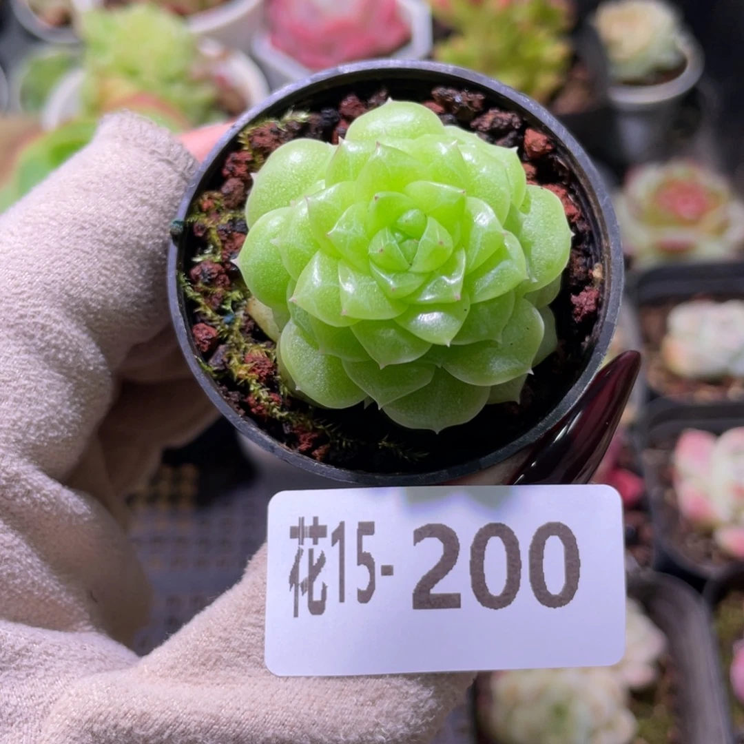 花利美15-200麦秆