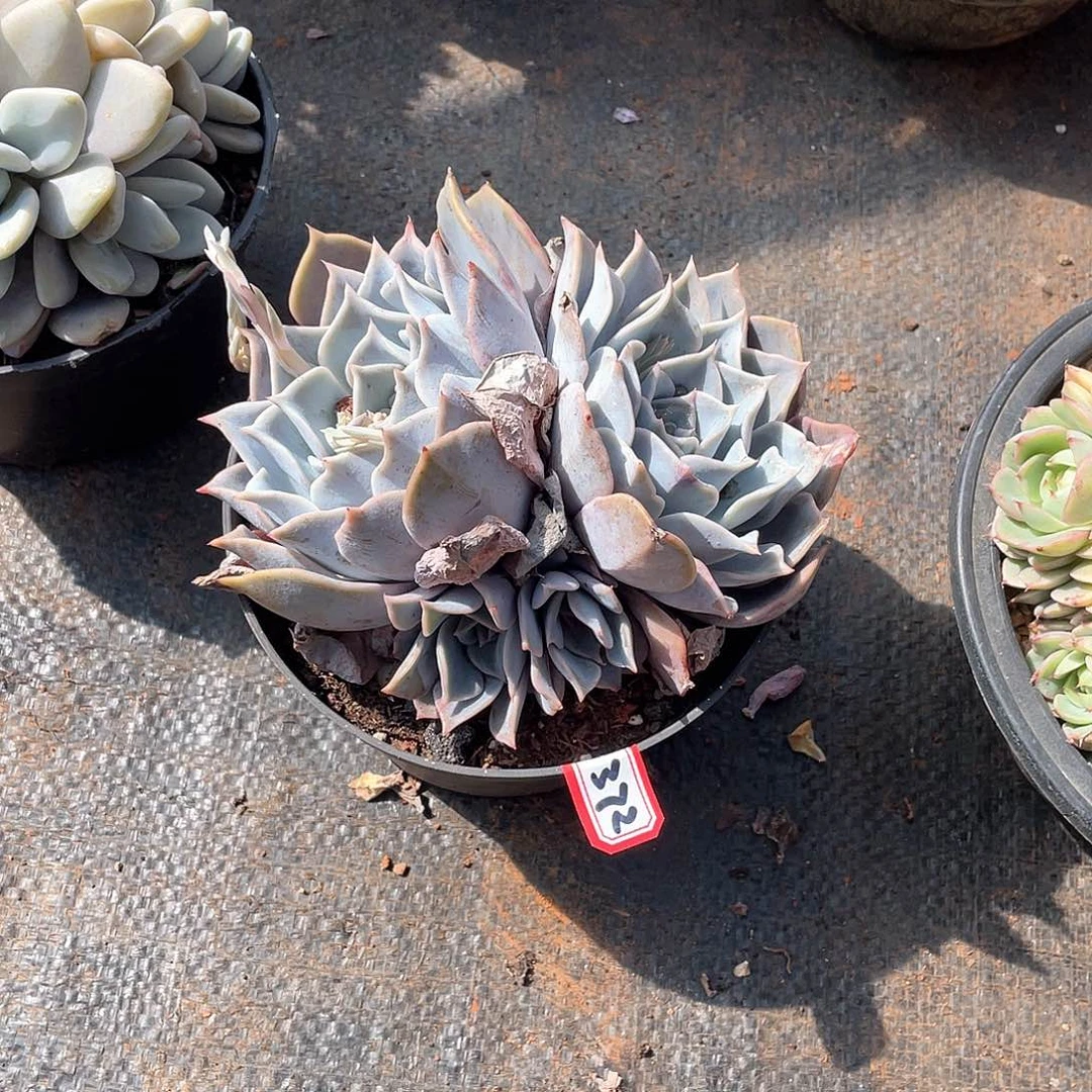 372露西娜 一物一拍多肉