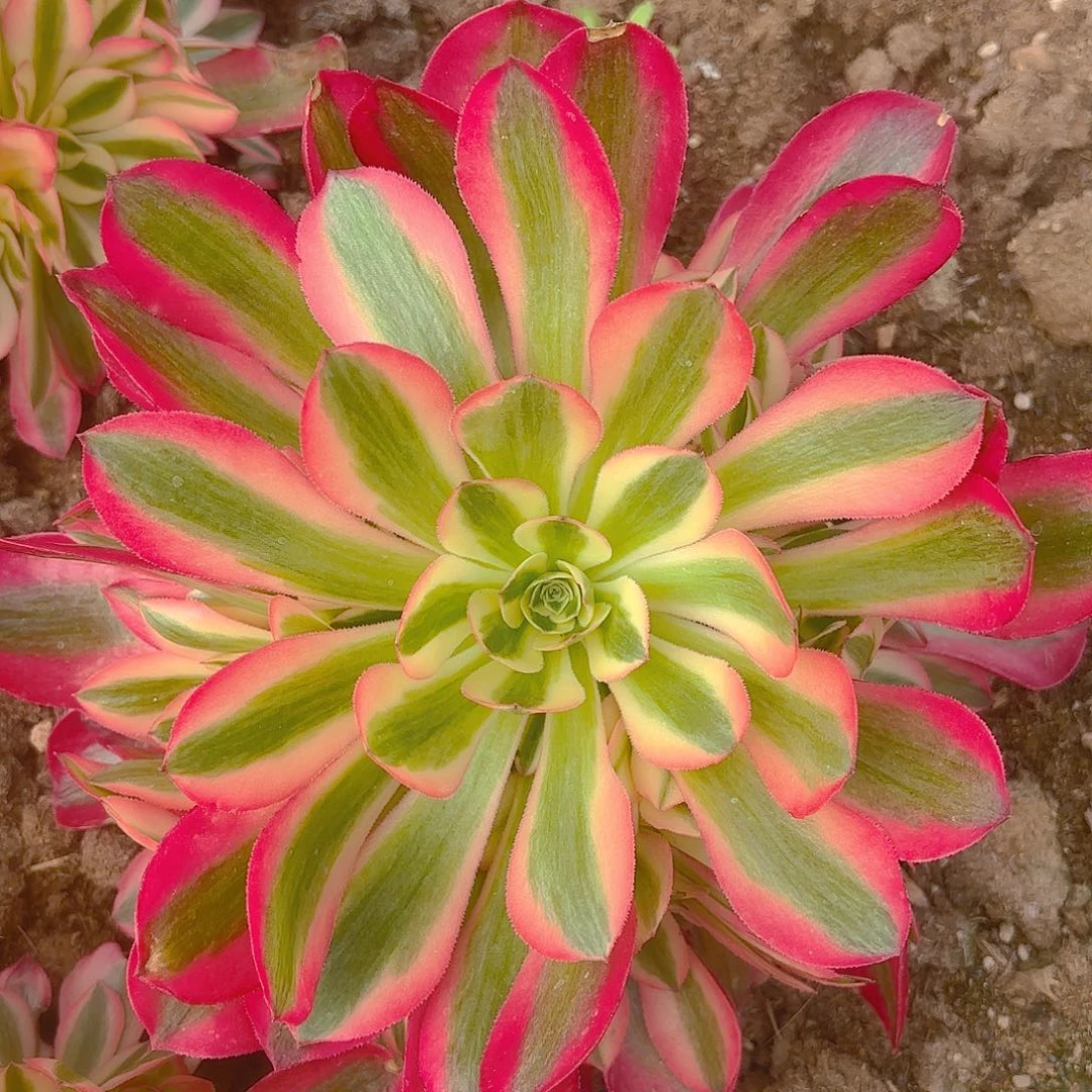 粉女巫多肉植物手捧