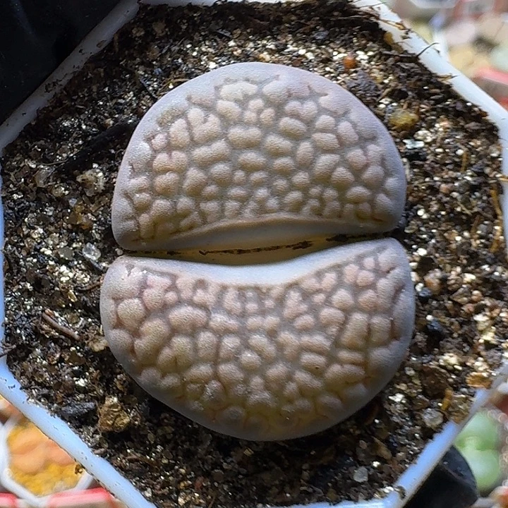 生石花2//。紫折。 23号