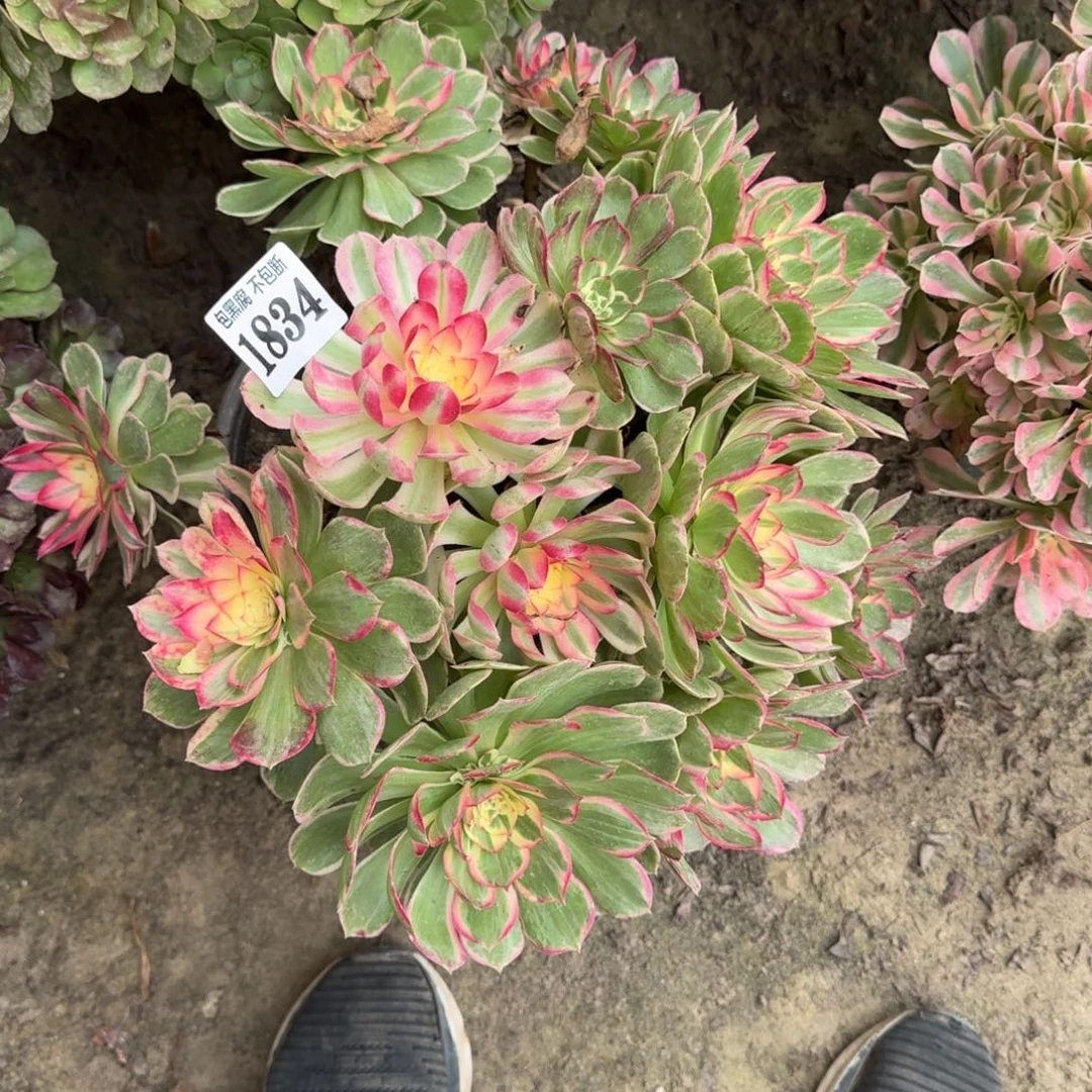 佑***灵18-25法师丘比特不包断1834