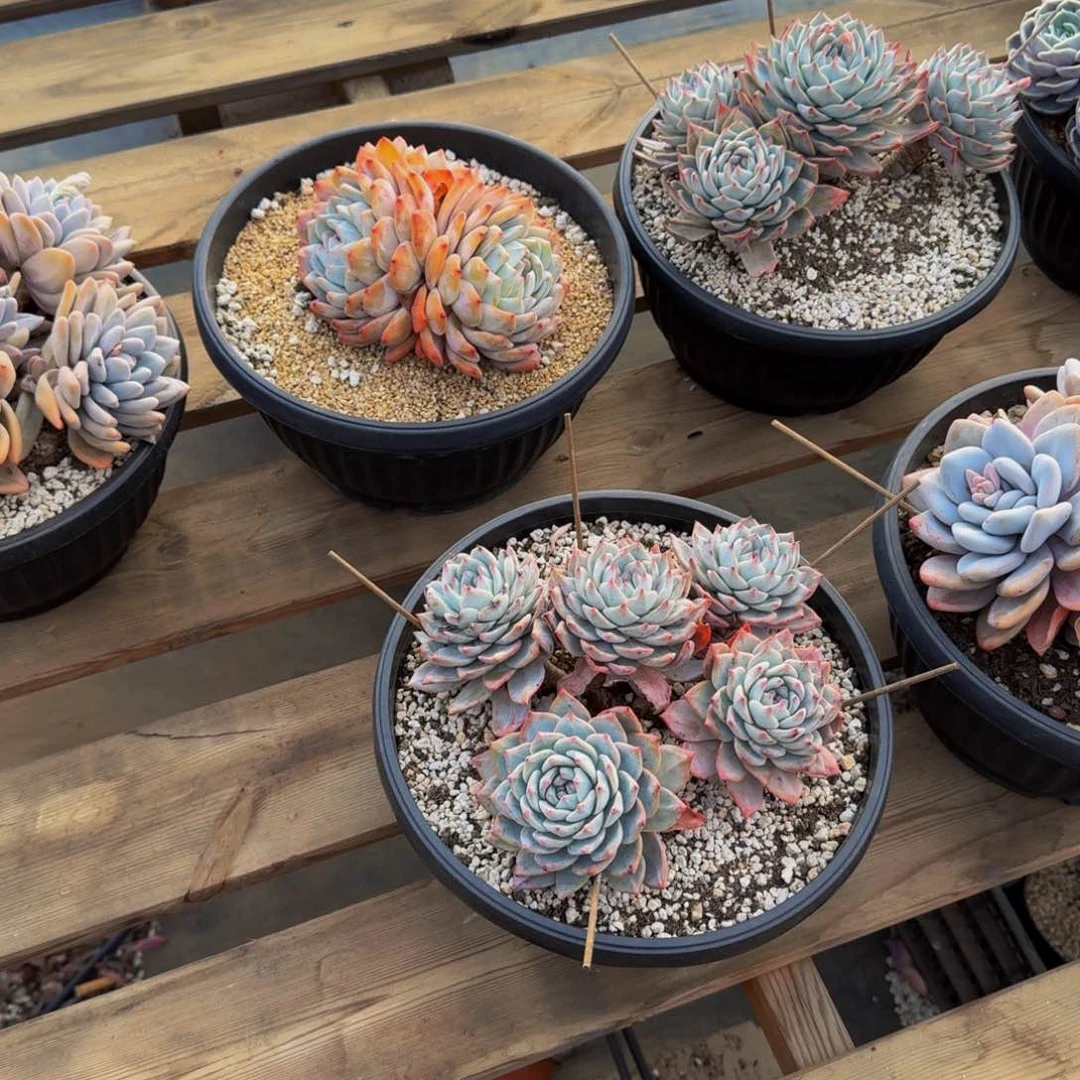 蔓**箩蔓蔓寄养多肉运费