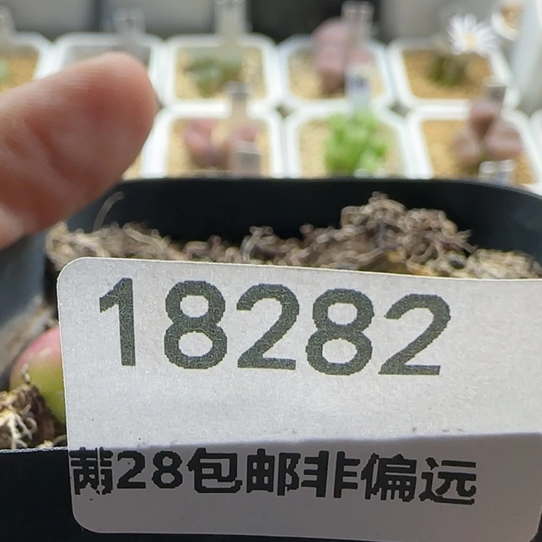 【闪购商品】二**R18282