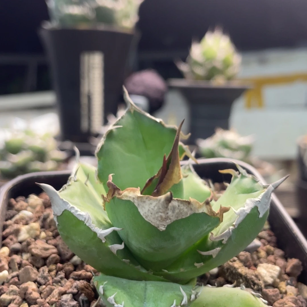 白犀牛组888888888888888