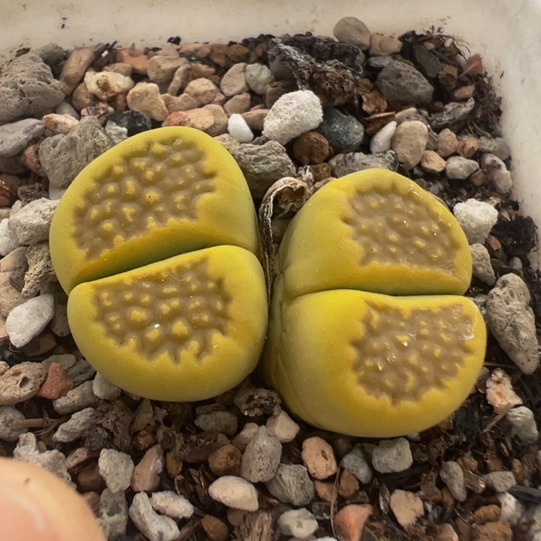 56多肉植物百科知识