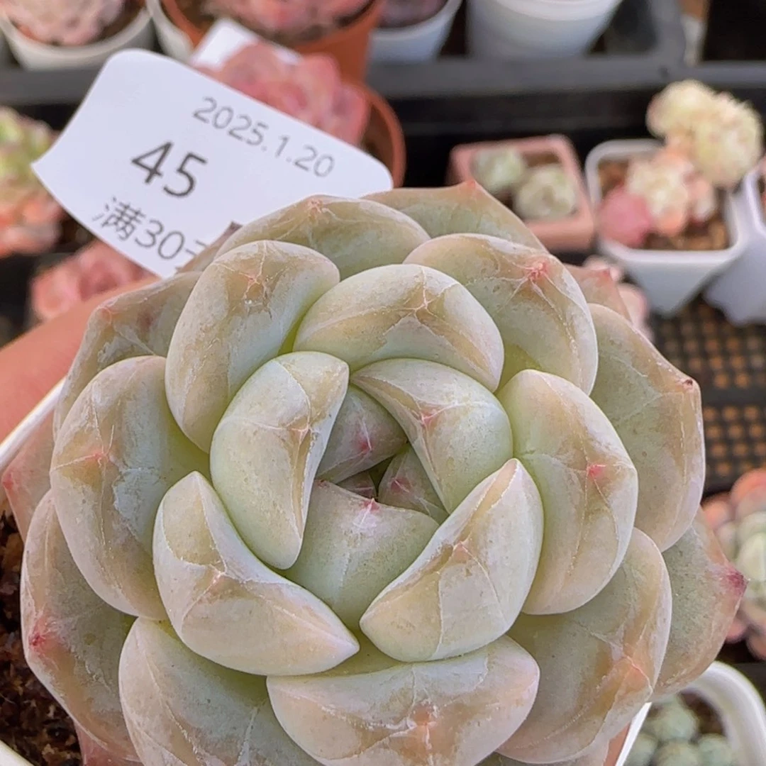 青柠珍妮单头一颗脱土