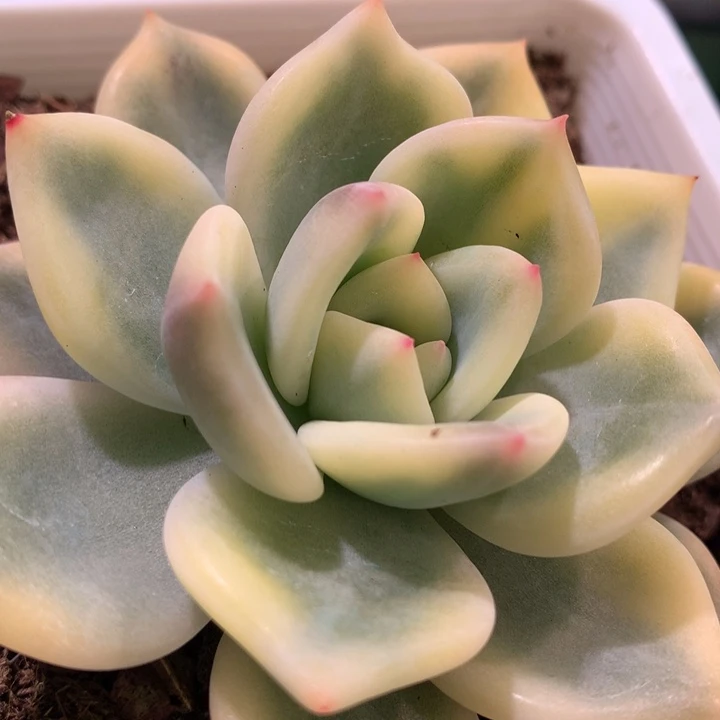 伊丽莎白锦，锦哥多肉