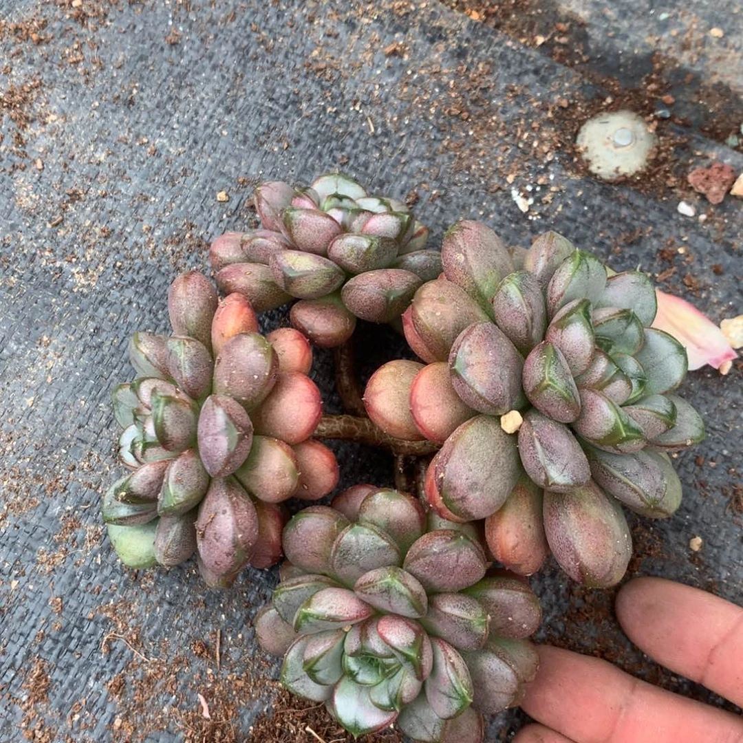 我在等他呢他都还在家