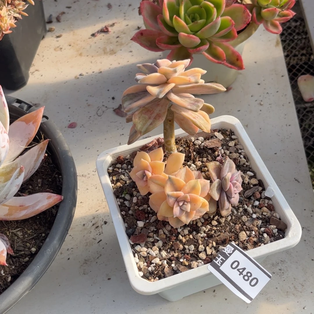 紫乐多肉植物0480