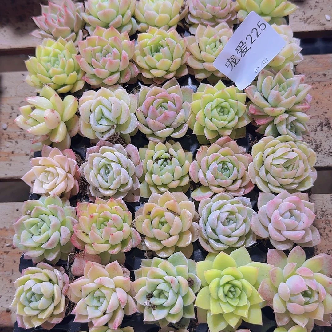 直播福利一物一拍225