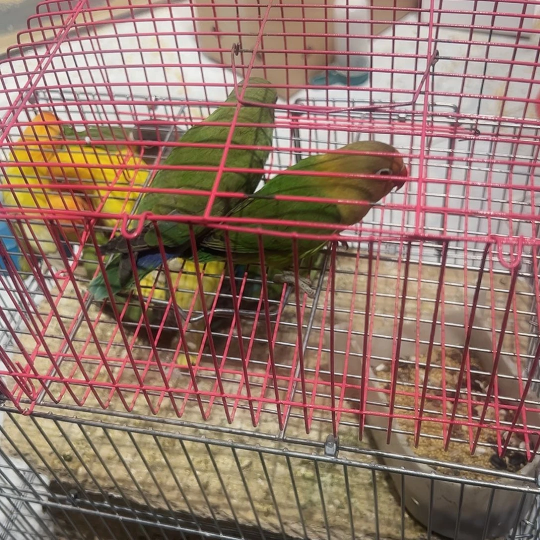 桃脸牡丹鹦鹉特色牡丹鹦鹉