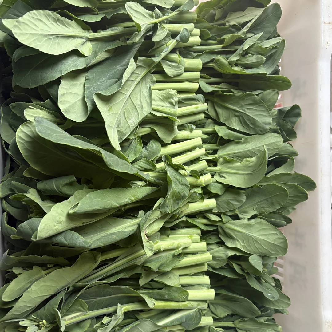 本地油菜和芥蓝花