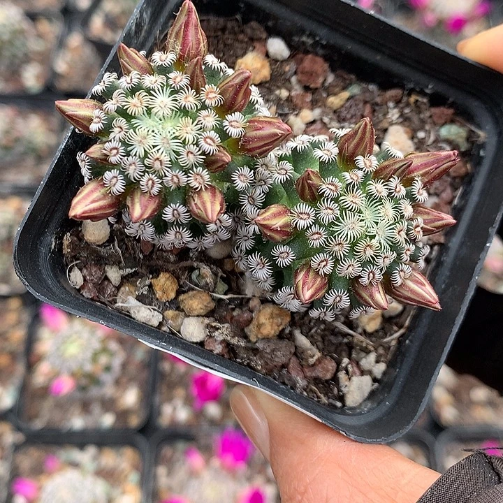 99 实生克氏丸5.6厘米