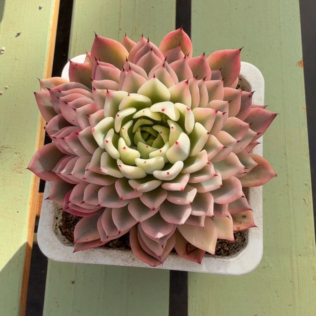 吉尔巴玫瑰锦锦上园艺一物一拍