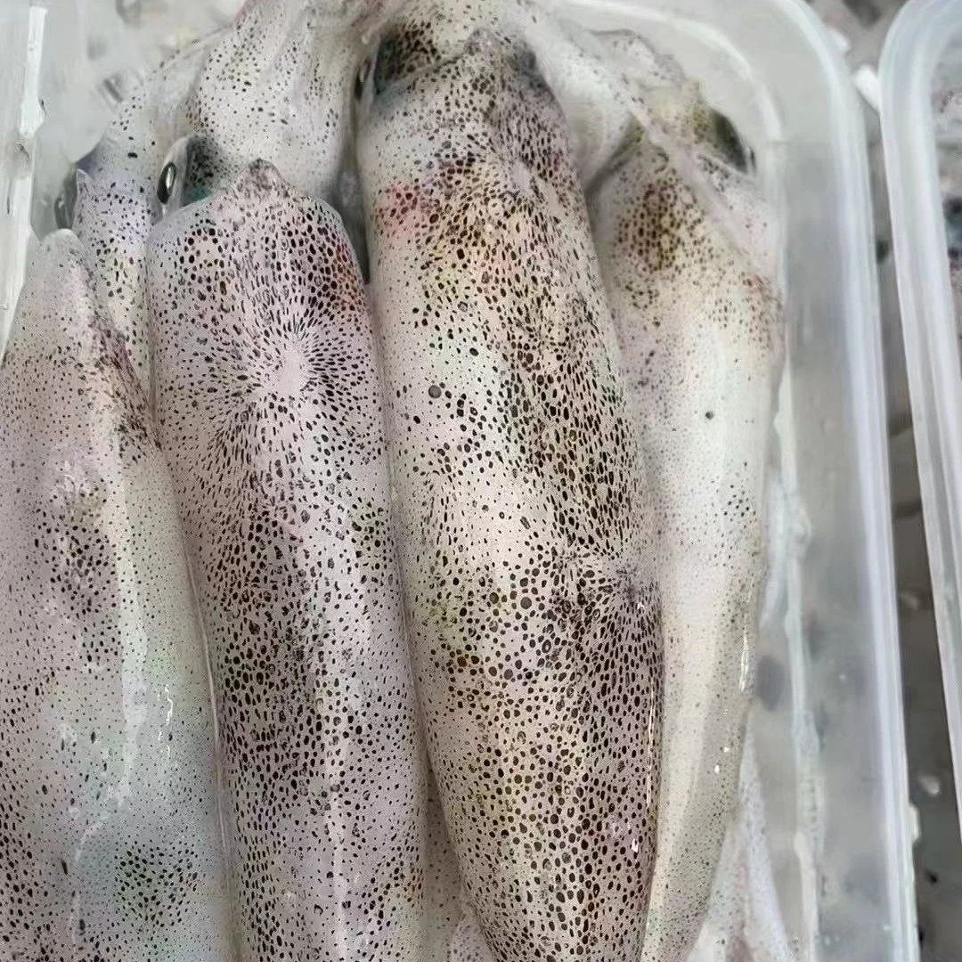 本港灯光鱿鱼 6-8条/斤  新鲜速冻 顺丰冷链包邮（鼎峰海产）博贺港