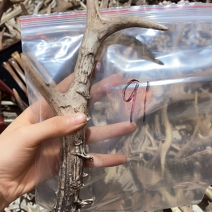 鹿角鹿角鹿角鹿角鹿角
