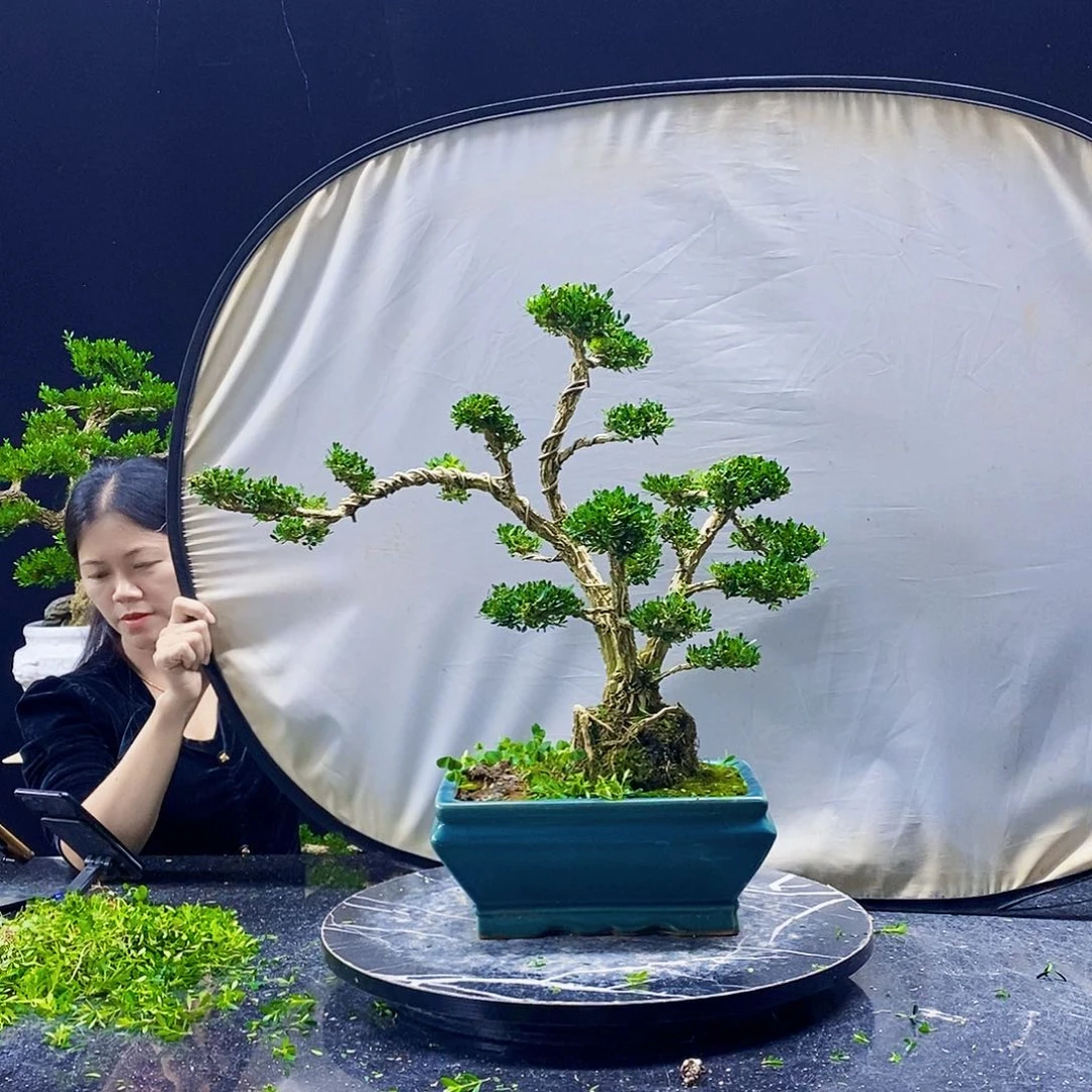 无花朵黄杨盆景造型