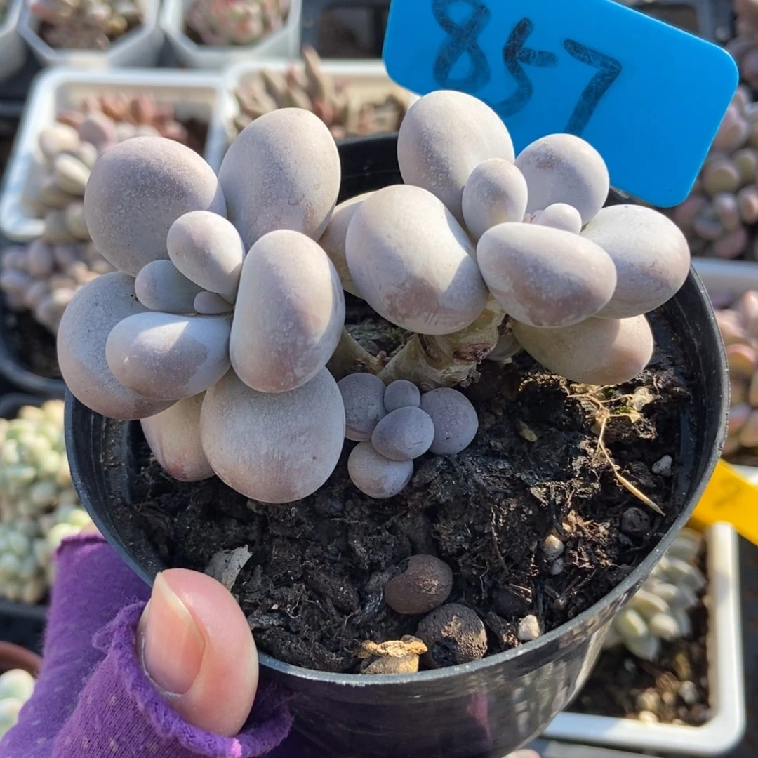 857橙雪球多肉植物多肉