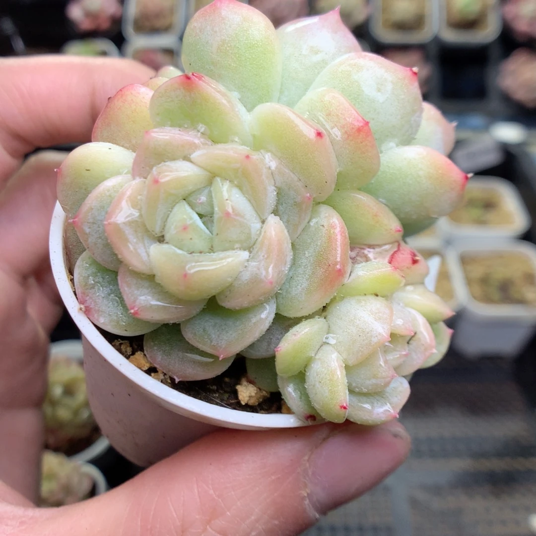 Q104y y y y y y y y y y