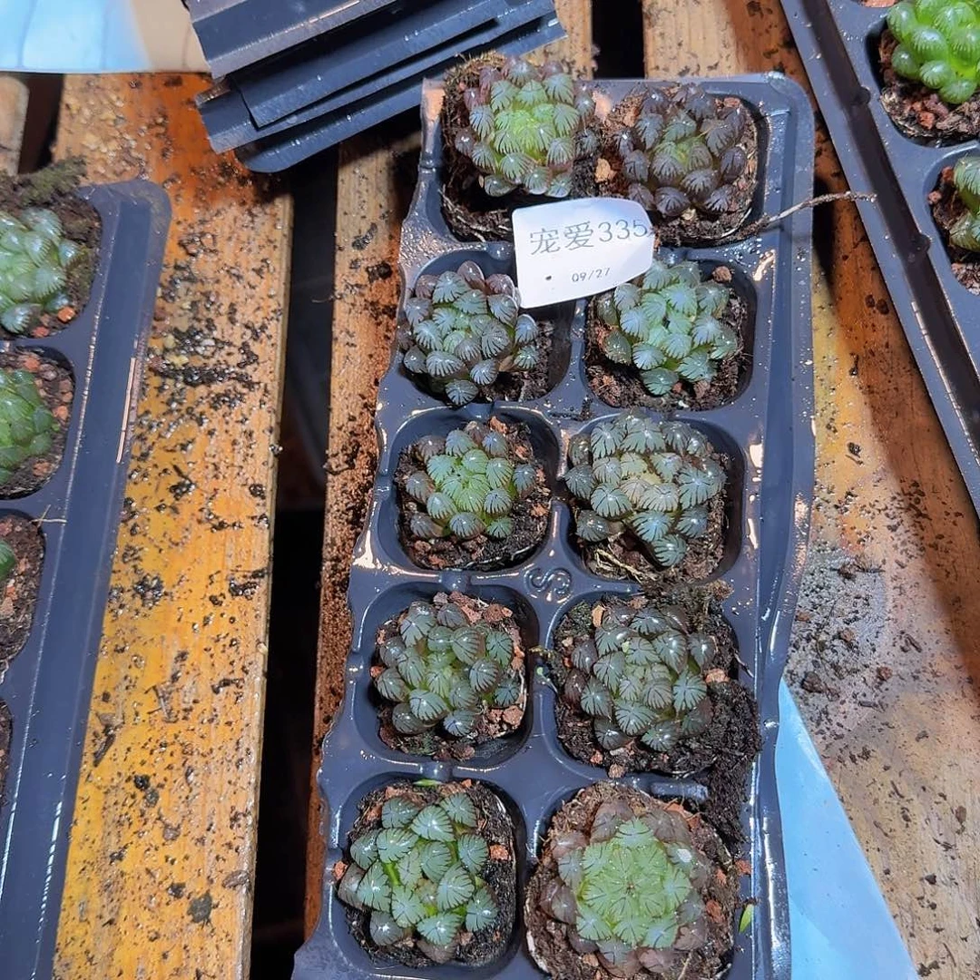 直播福利一物一拍335