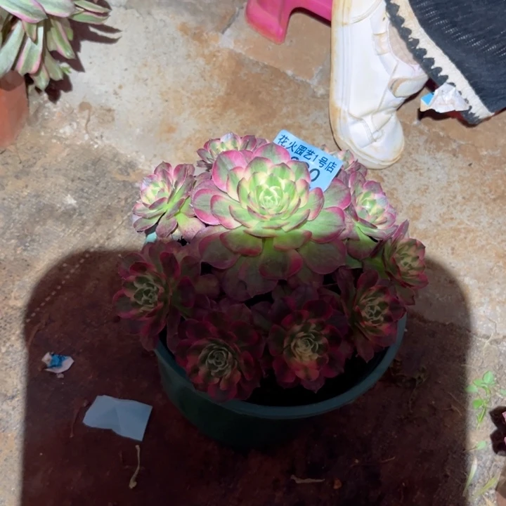 海王3990多肉植物