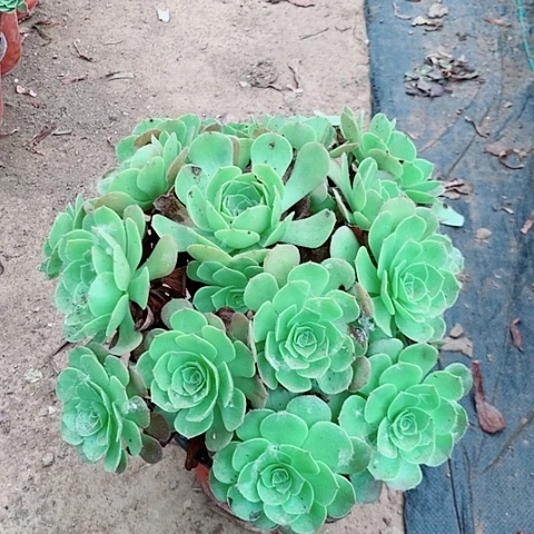 万圣节多肉植物法师33号