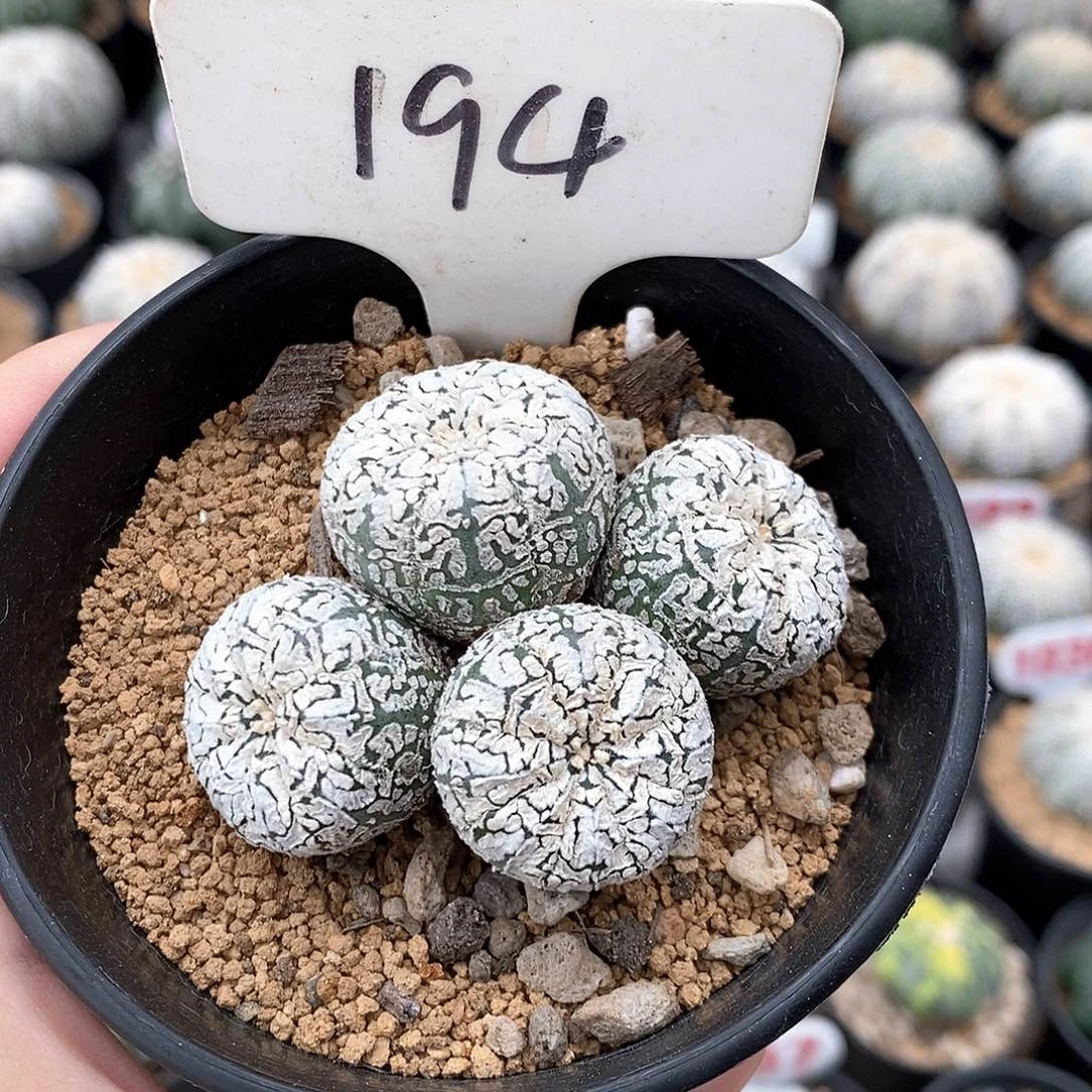 194多头兜系列产品