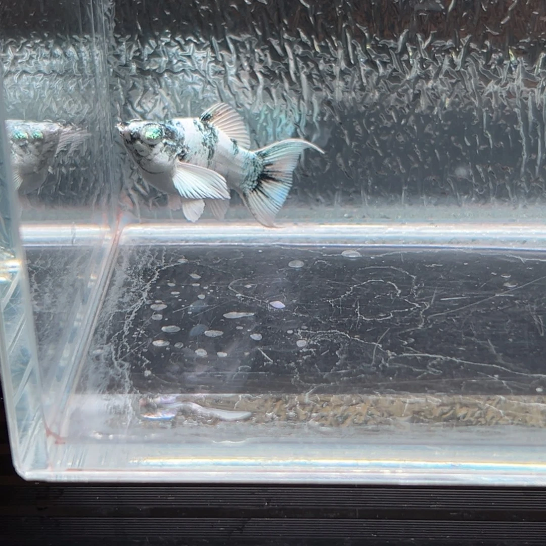 孔雀鱼玛丽鱼水墨母一条