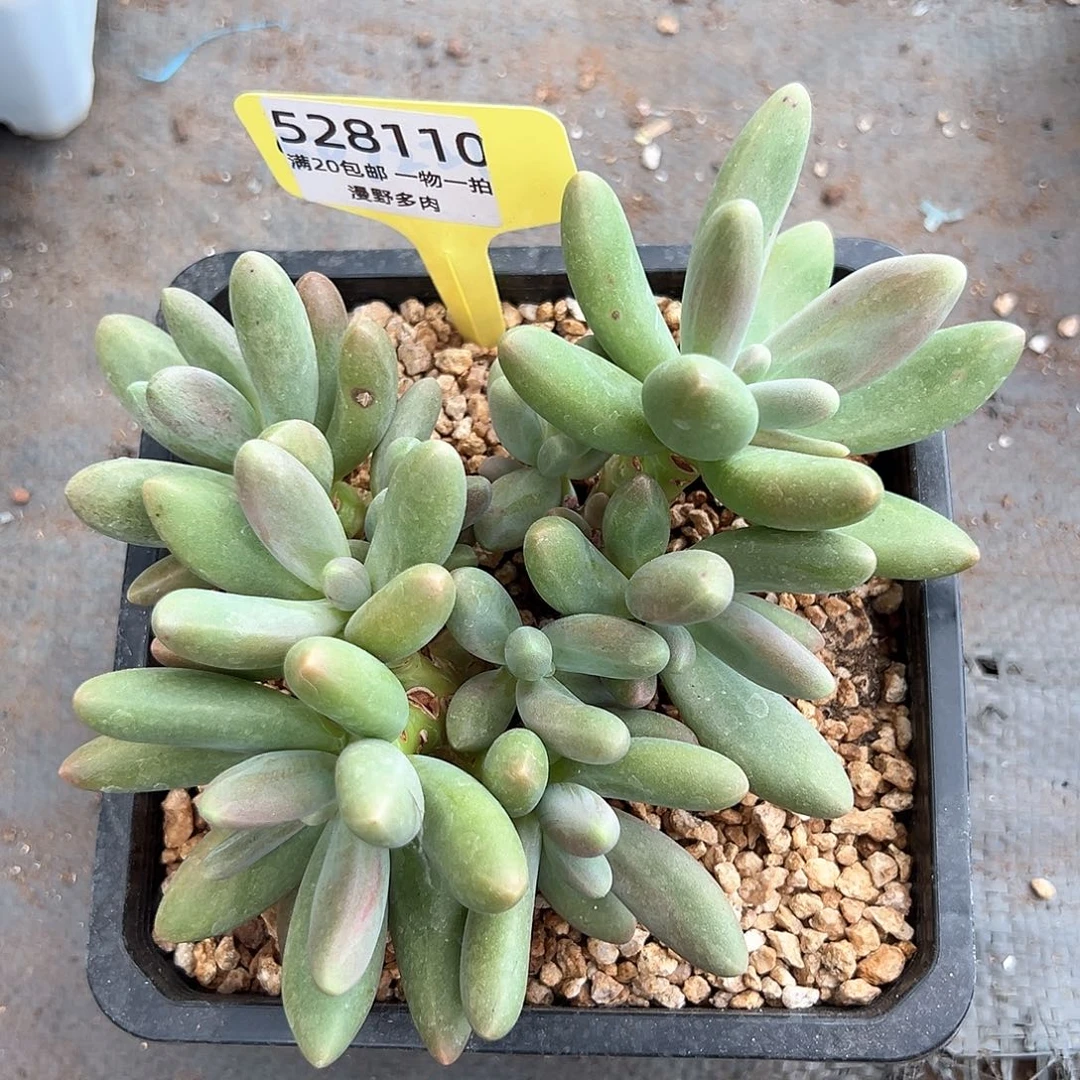 528110糖果美人9头无砍群