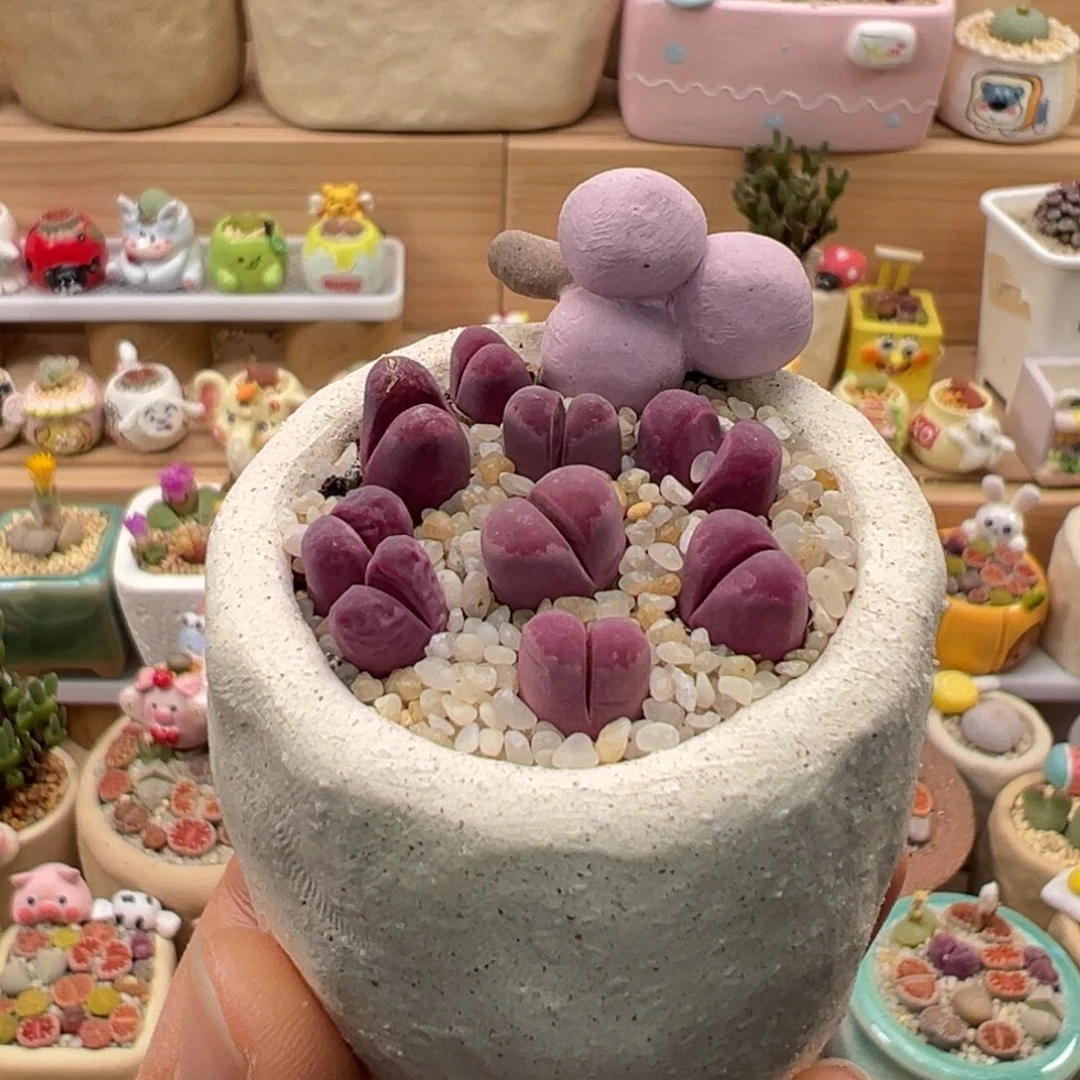 多肉植物184号红大内