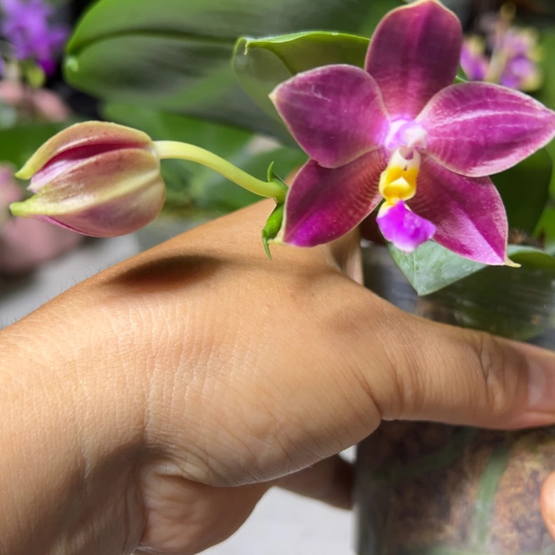 完全开放快乐龙2.5寸杯