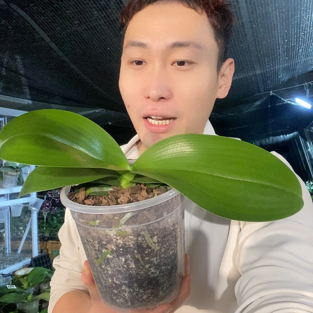 无花朵弥陀国王5寸