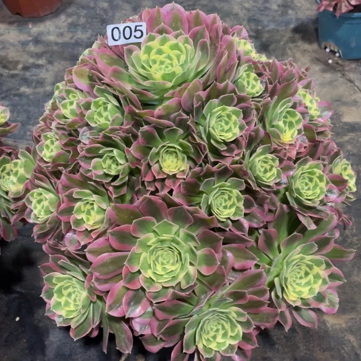 果*005差价111111多肉