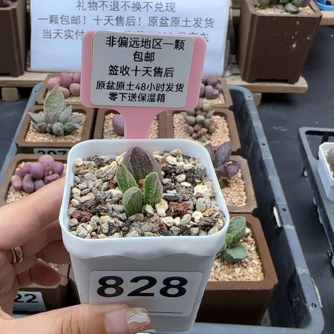 828兰亭序多肉植物