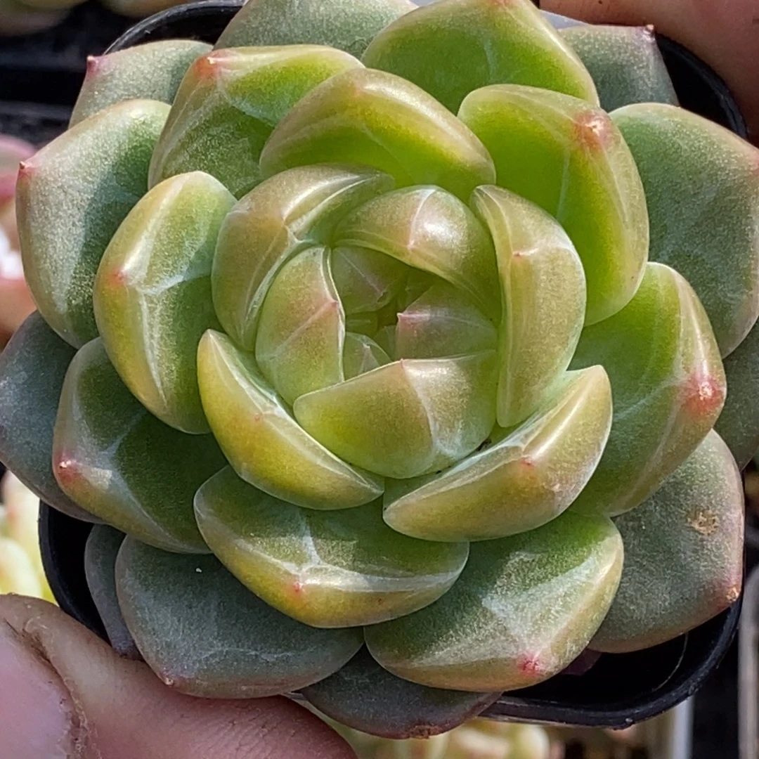 天官赐福百无禁忌