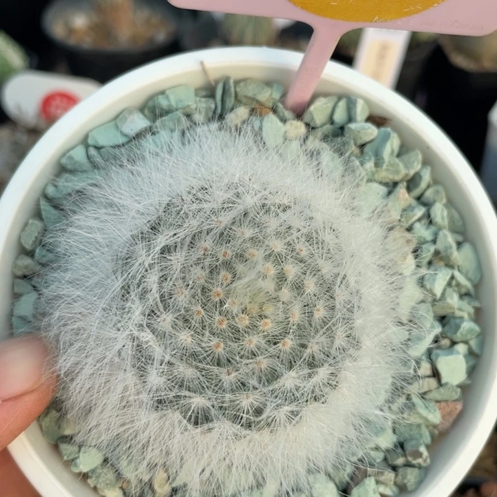 实生无刺丽光殿299500000