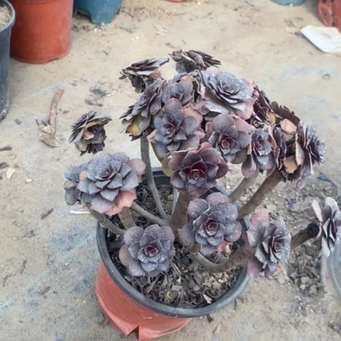 荷兰玫瑰多肉植物037