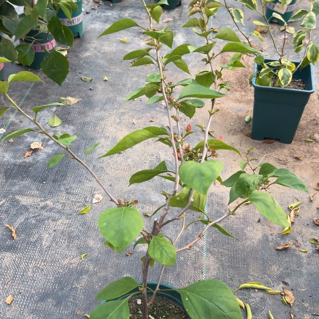 无花朵【7号阿珠娜一棵】随机发货福利款不售后